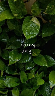 green leaves with the words rainy day written on them