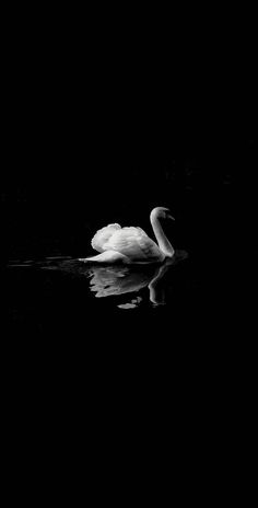 a black and white photo of a swan swimming in the dark water with its reflection on the water surface