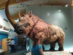 an animal that is on display in a museum