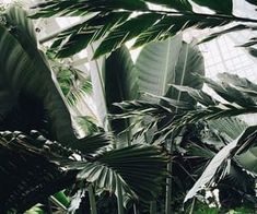 the inside of a building that has lots of plants in it and is very tall