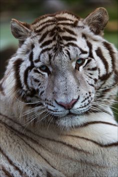 a white tiger with blue eyes laying down