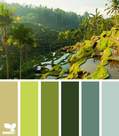 the color palette is green and brown with palm trees in the background, along with an image of rice terraces