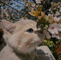 a close up of a cat smelling a flower on a tree branch with flowers in the background