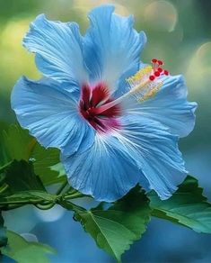 a blue flower with red stamen and green leaves