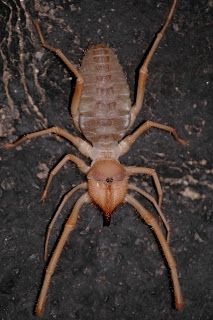 a large brown spider sitting on top of a black ground next to a tree trunk