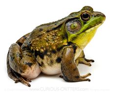 a green and brown frog sitting on top of a white surface