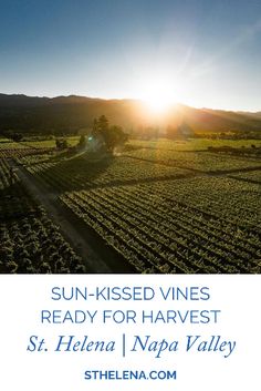 sun - kissed vines ready for harvest at st helen napa valley