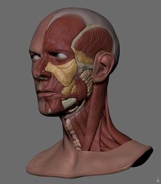 an image of a human head with muscles and muscles highlighted in the upper half of it