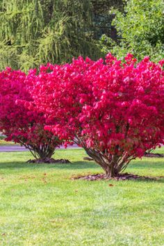 red flowering bushes in the middle of a park