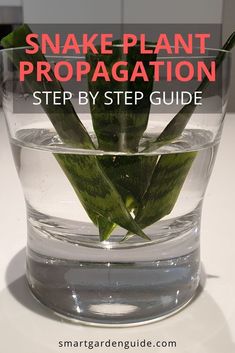 a plant in a glass vase with the title snake plant propagation step by step guide