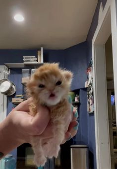 a person holding a small kitten up to the camera with blue walls in the background