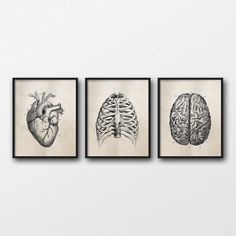 three framed pictures of the human brain and heart