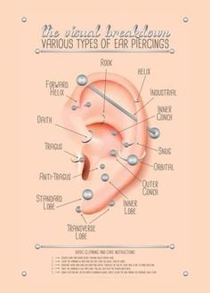 an ear labeled with the different types of piercings