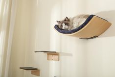 a cat laying on top of a wooden shelf