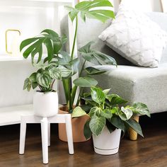 three potted plants sitting on top of a wooden floor next to a white couch