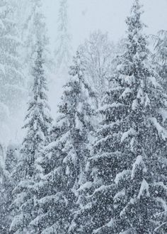 the snow is falling and there are trees in the background