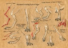 an old drawing shows how to draw the legs and feet in different positions, with red ink