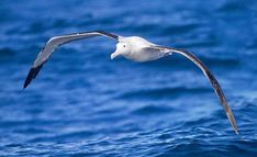 a seagull flying over the ocean with it's wings spread