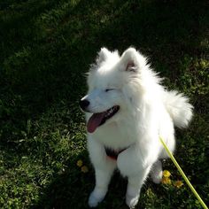 a white dog sitting on top of a lush green field