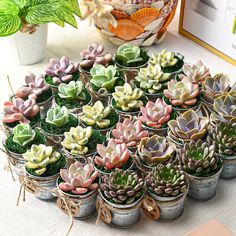 there are many succulents in small pots on the table next to each other