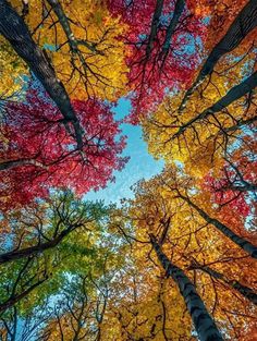 looking up at the tops of tall trees in autumn