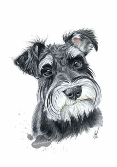 a black and white drawing of a schnauzer dog with his head turned to the side