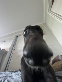 a black dog sitting on top of a bed