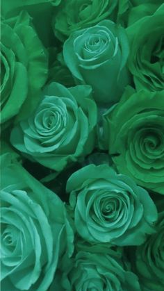 many green roses are arranged together in this close - up photo, which is very soft and blurry