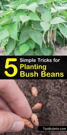 a hand picking up some plants with the words 5 simple tricks for planting bush beans