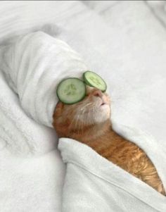 an orange cat with cucumbers on its eyes peeking out from under a white blanket