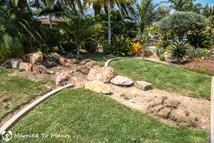 a garden with rocks and palm trees in the background, surrounded by lush green grass