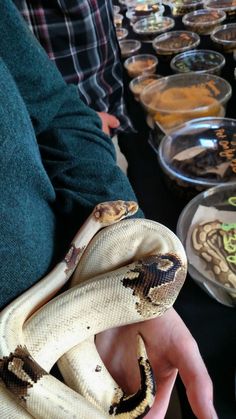 a person holding a large snake in their hand next to other food bowls and plates