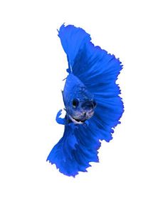 a blue siamese fish in the air with its mouth open and tail extended to the side