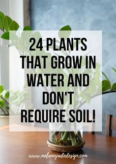 a plant in a vase with the words 24 plants that grow in water and don't require soil