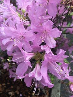 purple flowers are blooming in the garden