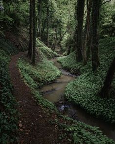 a stream running through a lush green forest filled with lots of trees and bushes on both sides