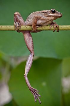 a frog sitting on top of a green branch