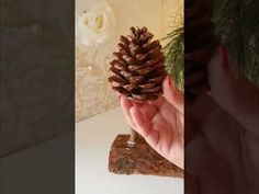 a person holding a pine cone in their hand