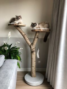 two cats sitting on top of cat trees in a living room next to a couch