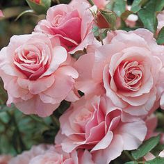 pink roses are blooming in the garden