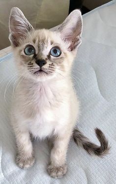 a small kitten with blue eyes sitting on a bed