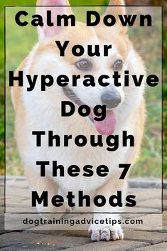 a brown and white dog with the words calm down your hyper active dog through these 7 method