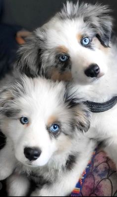 two puppies sitting next to each other with blue eyes