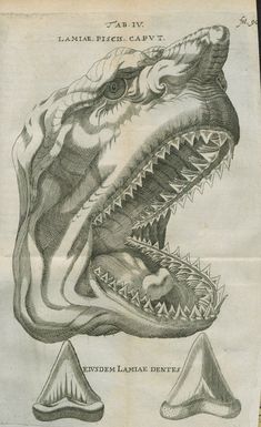 an old drawing of a dinosaur's mouth and teeth