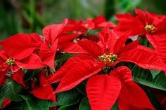 red poinsettia flowers with green leaves in the foreground