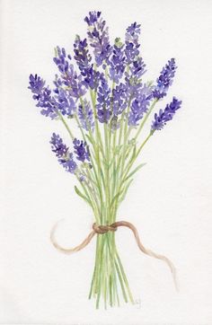 a watercolor painting of lavender flowers tied with a brown ribbon