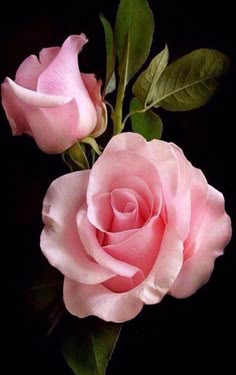 two pink roses sitting next to each other on a black background with the words good morning