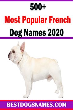 a white dog standing in front of a pink and purple sign with the words'50 most popular french dog names 2020 '