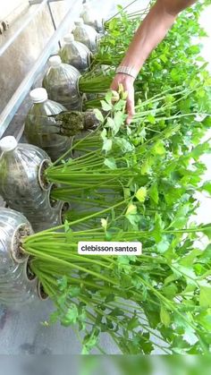 a person is reaching for some green herbs