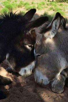 two donkeys standing next to each other on a dirt ground with grass in the background